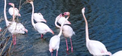 Pont de Gau - Skpad'Oc