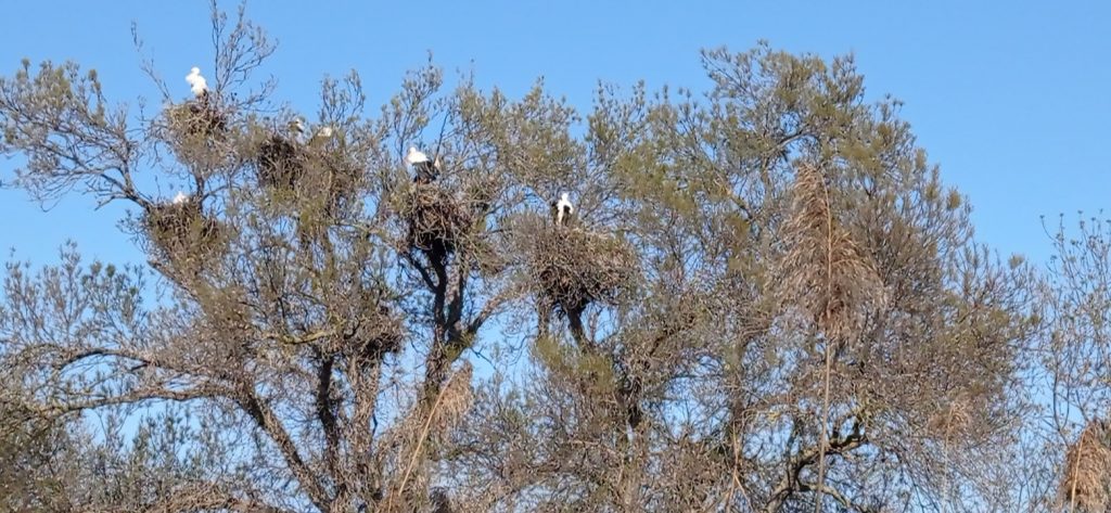 Cigognes à la maison de la nature