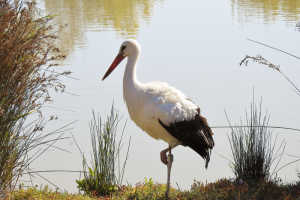 @lpo-maison-de-la-nature